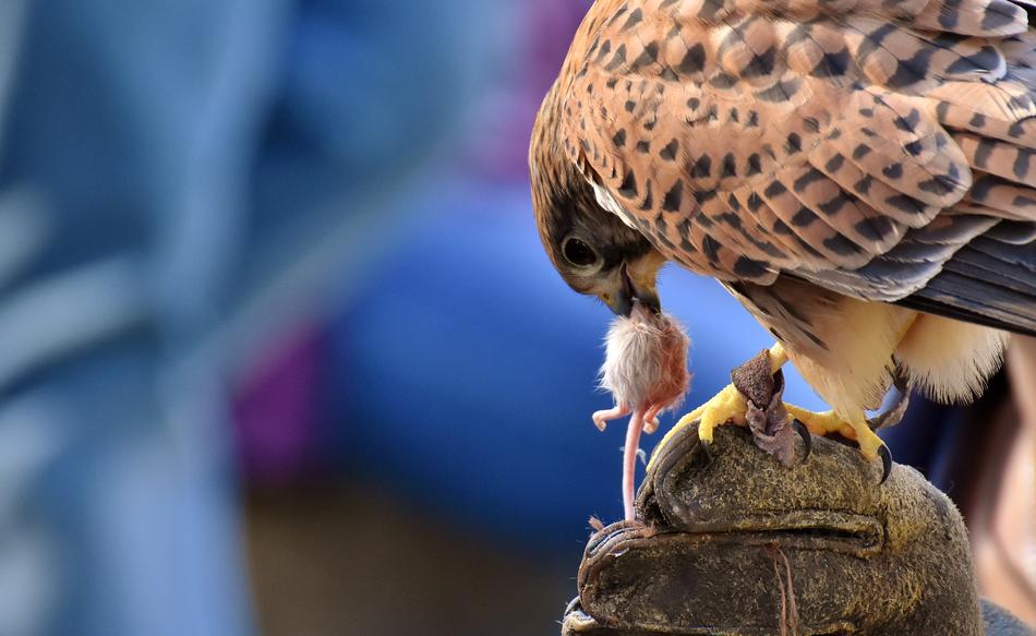 Falcon Bird Prey