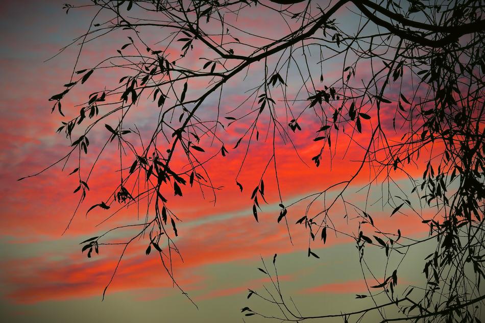 Sunset Tree Sky