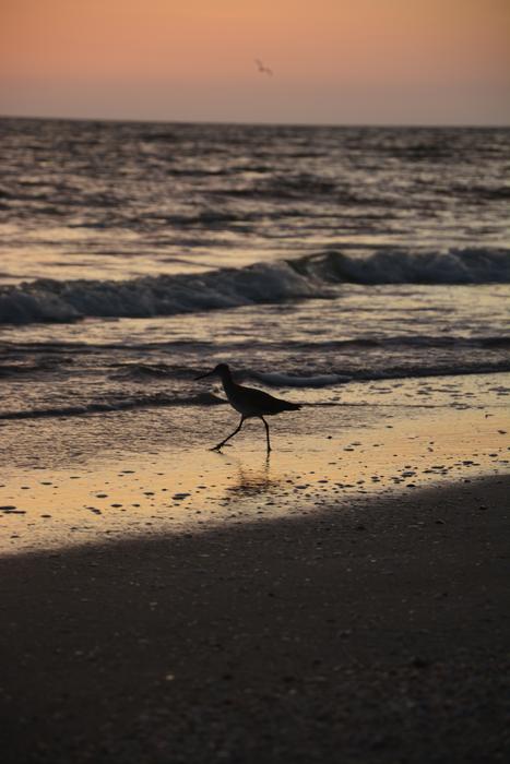 Bird Seagull Beach