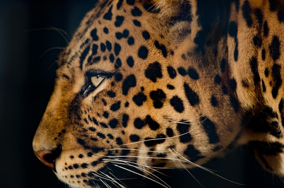 Leopard Extremely Close Eye