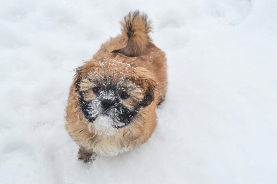 Puppy Dog Snow