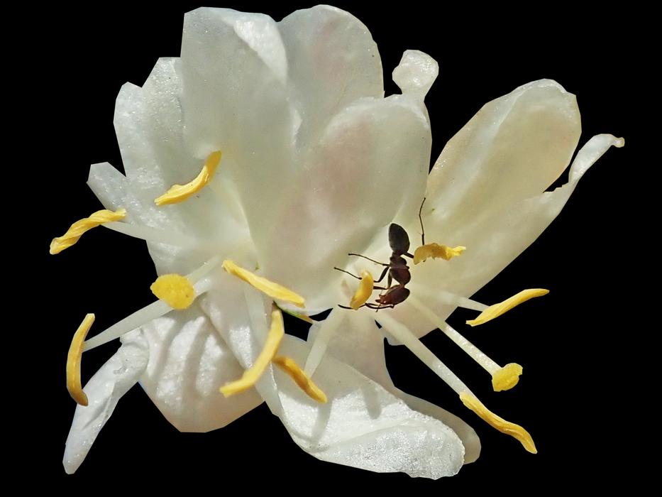 insects in a white flower