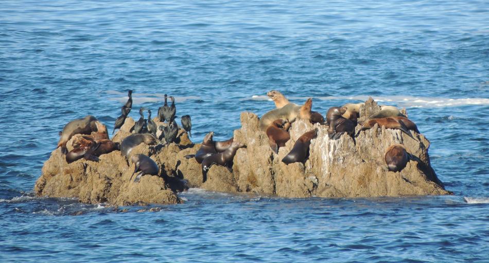 animals on rocks in the sea