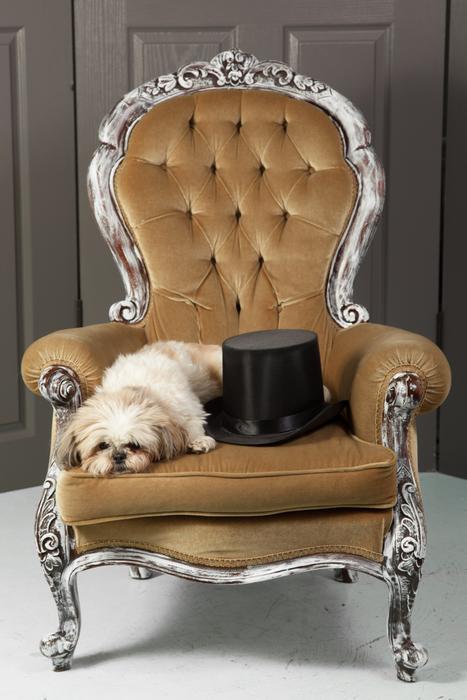 Dog Chair Top Hat