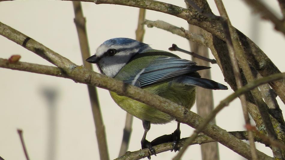 Bird Tit Spring
