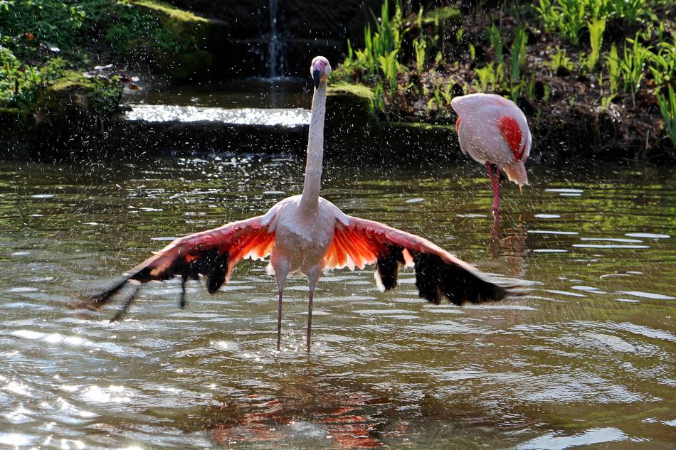 Bird Garden Water