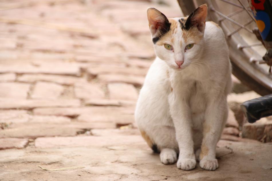 Cat Animal Pet
