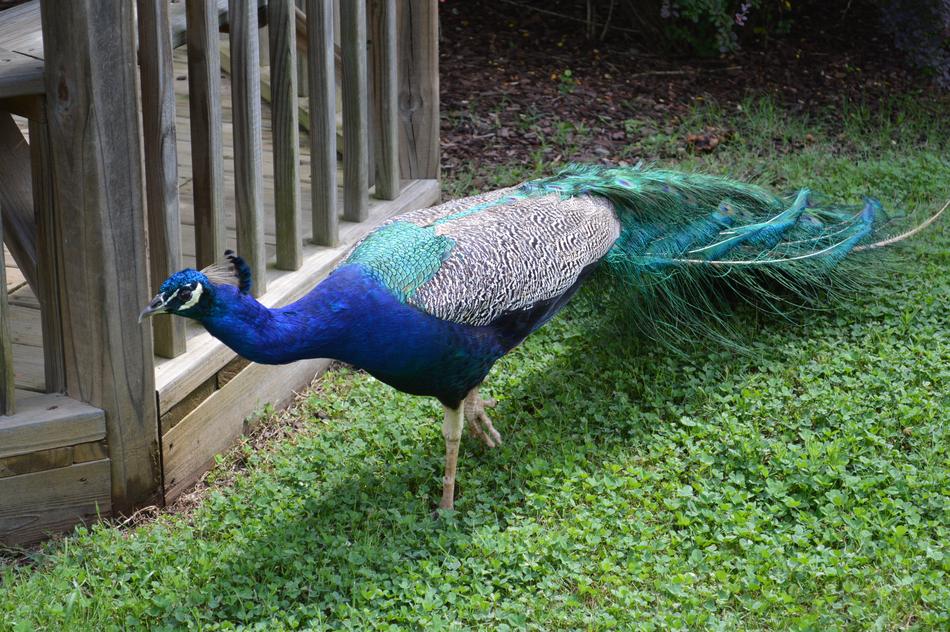 Peacock Bird Feather