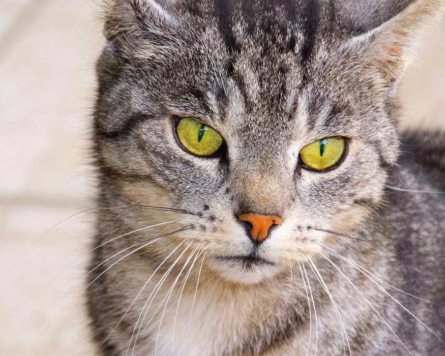 Cat Green Eyes Domestic Cat'S