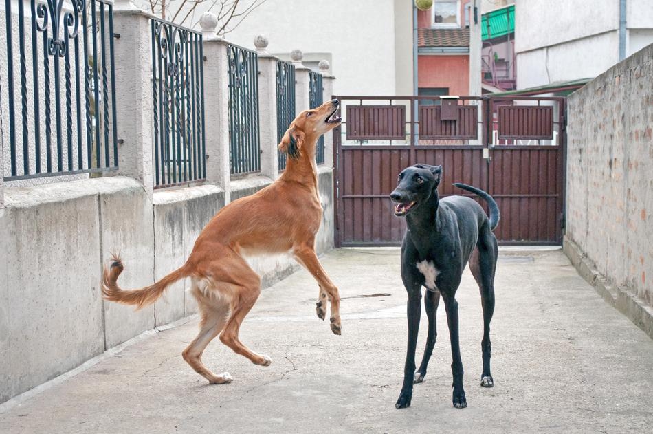 Dogs Playing Saluki Persian