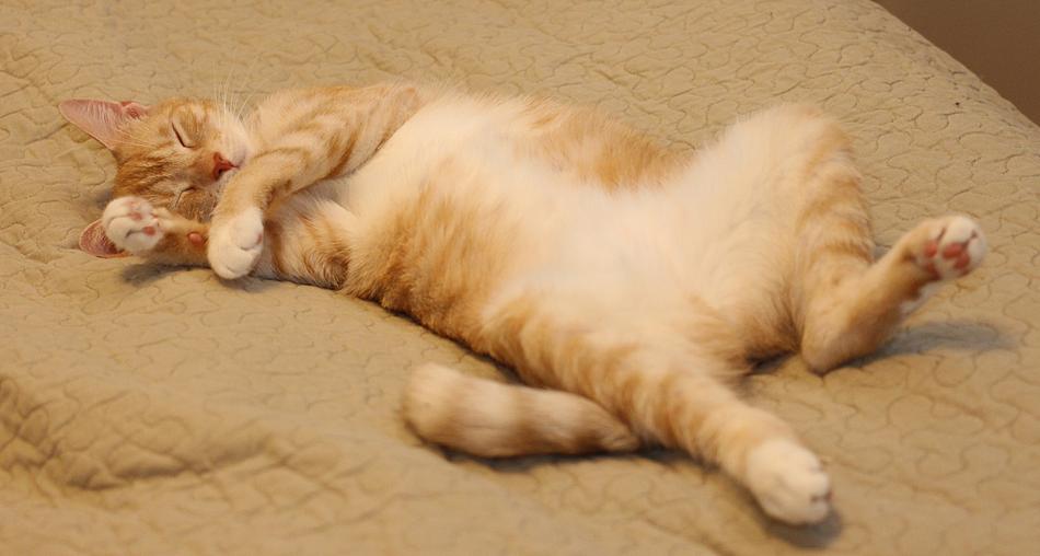 cat sleeping on a blanket