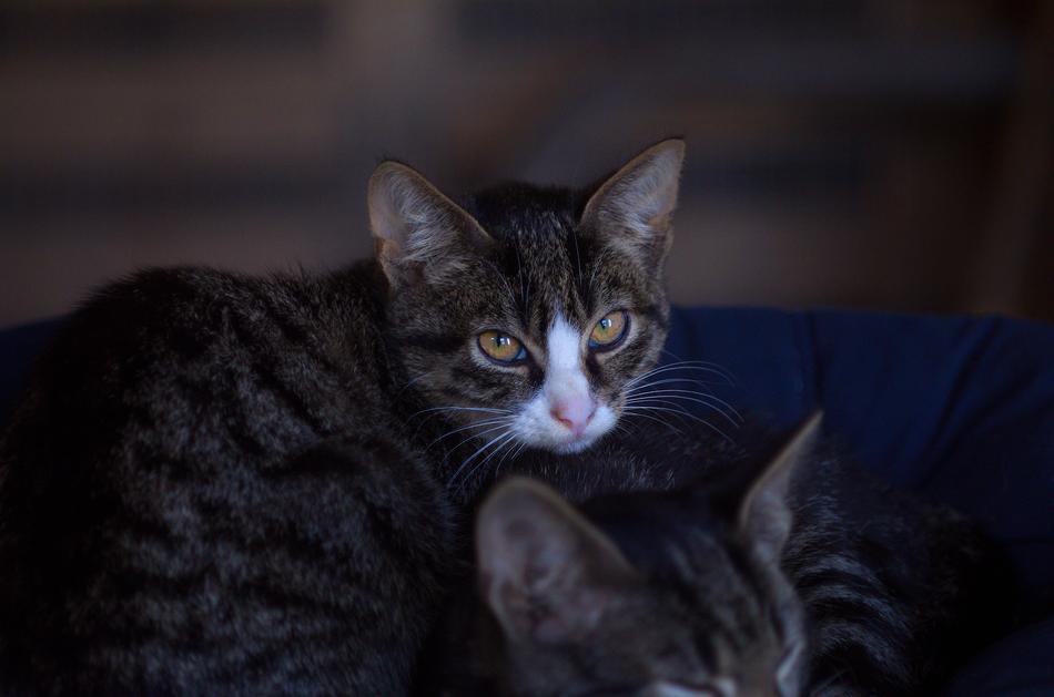 Domestic Cat Pet photo