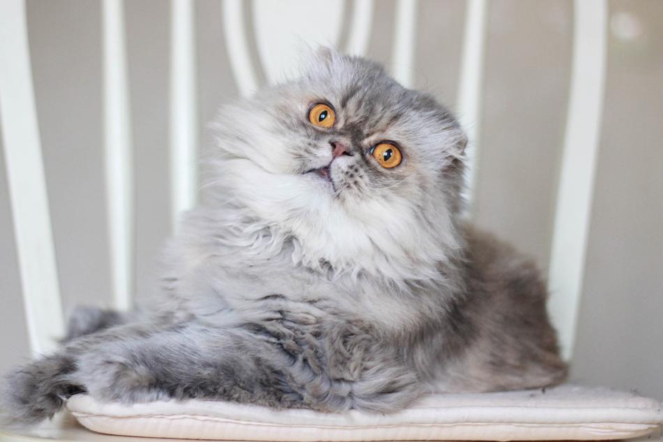 Cat Chic Beautiful