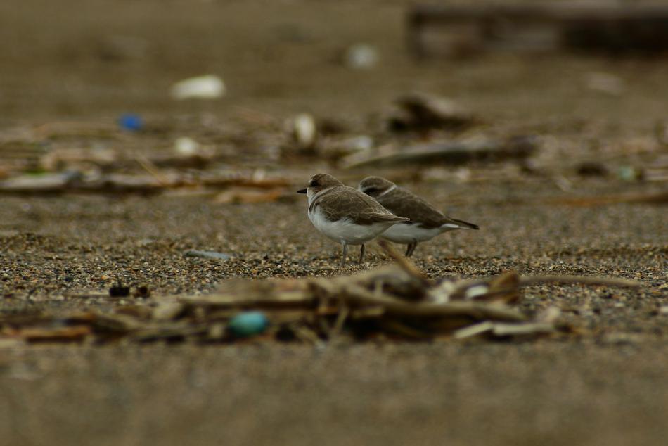 Animal Sea Beach Wild