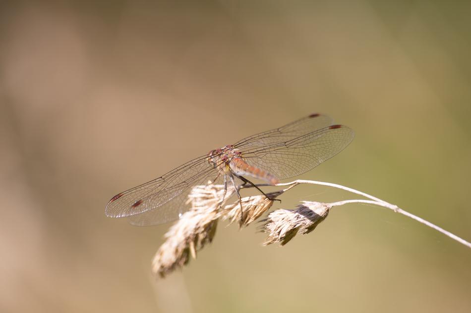 photo of Dragonfly Insect at Nature
