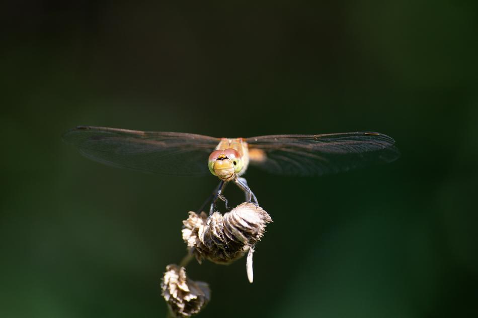 Dragonfly Insect in Nature
