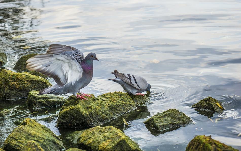 Pigeons Drink Water