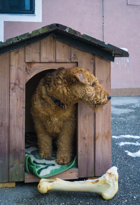 dog in a small wooden house
