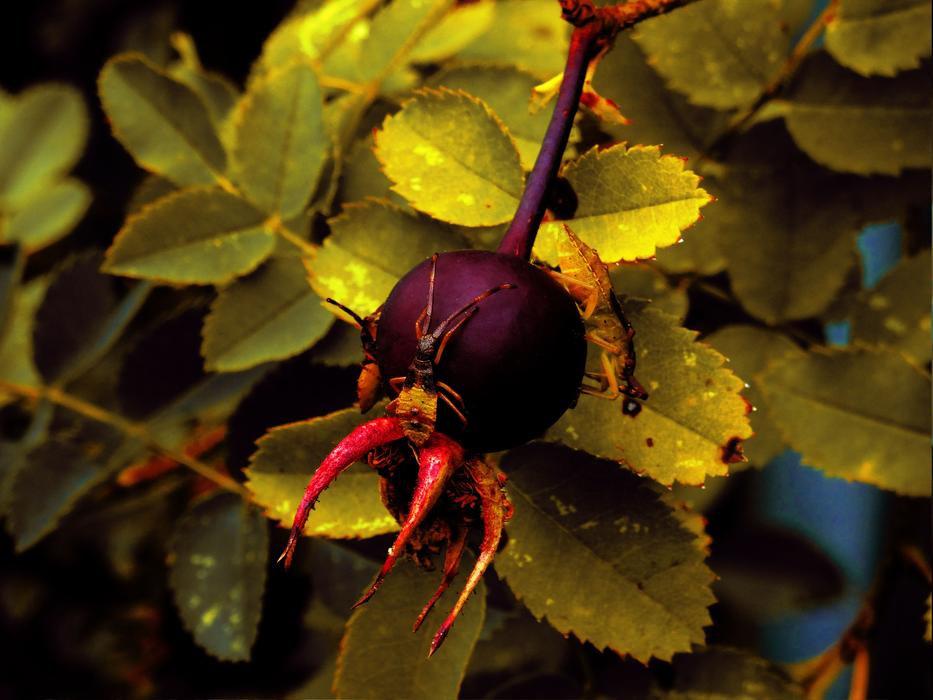 Insect Nature Berry