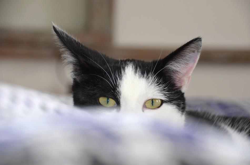 Cat Paw Mieze Domestic