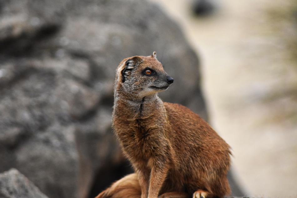 Mongoose Africa macro