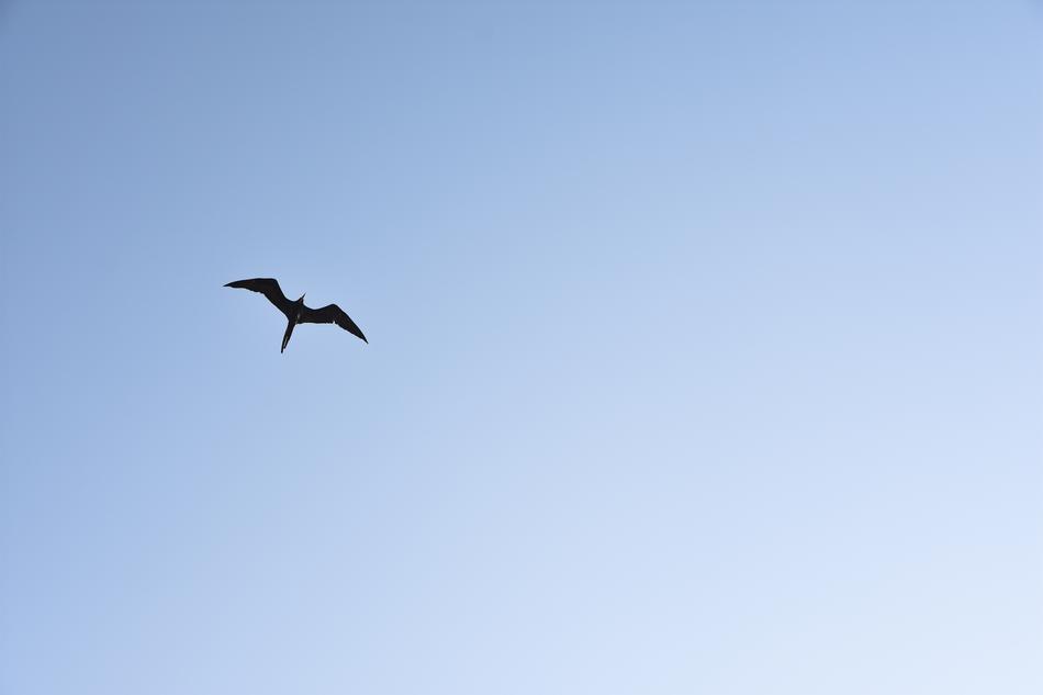 Bird Nature Birds