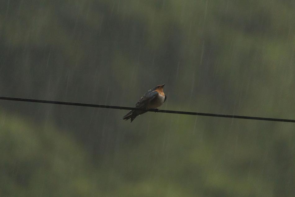 Swallow Rain Bird