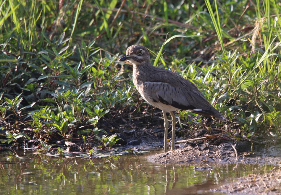 Bird Nature Animal