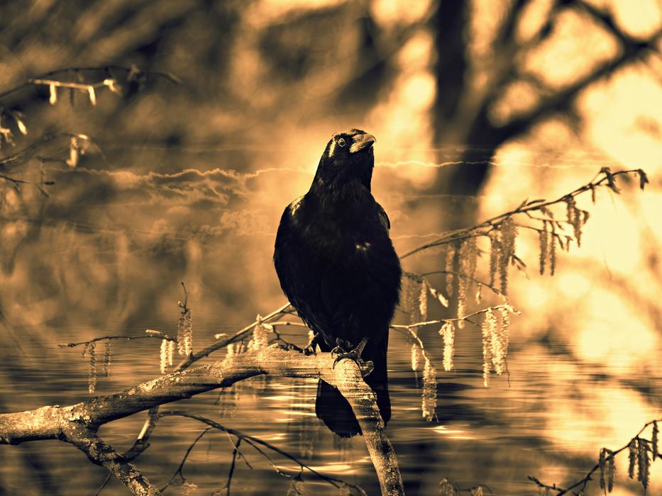 Crow Bird Animal