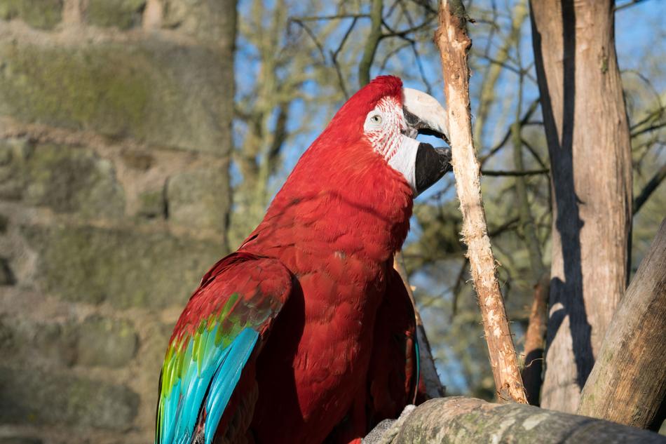 Bird Parrot Colorful