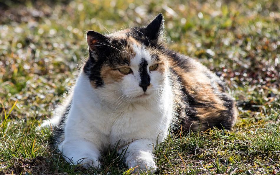 Cat Mammal Animal