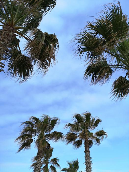 Palm Tree Green