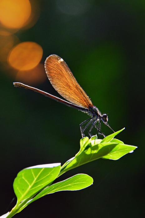 Dragonfly Insect Nature