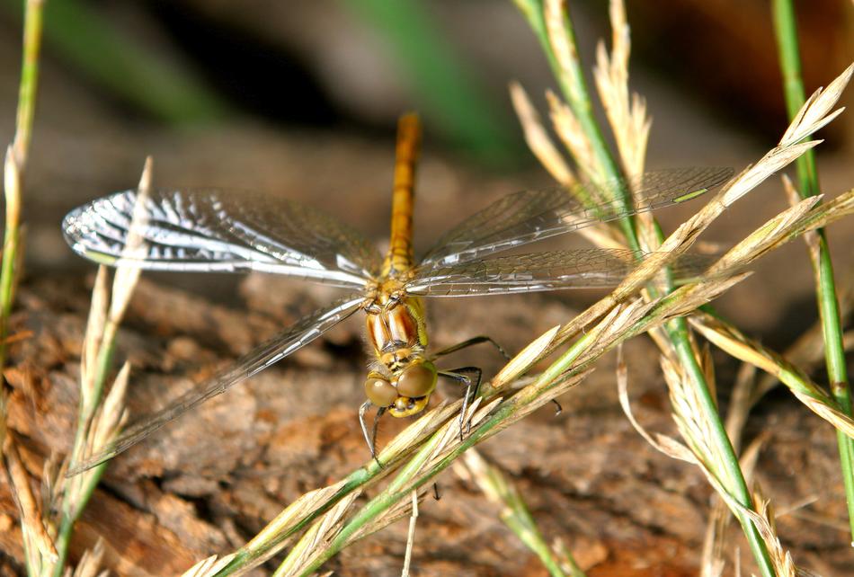 green dragonfly in the grass