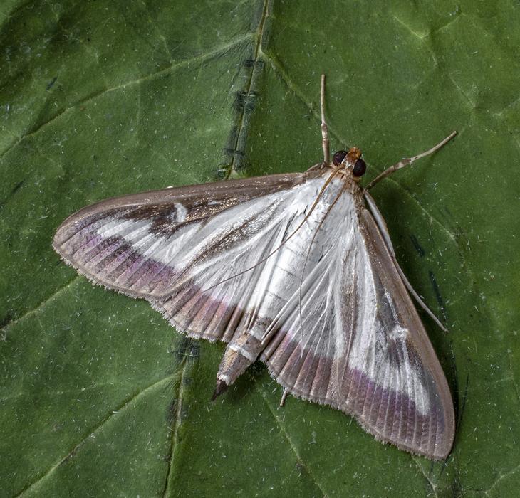 Box Tree Moth Insect Macro