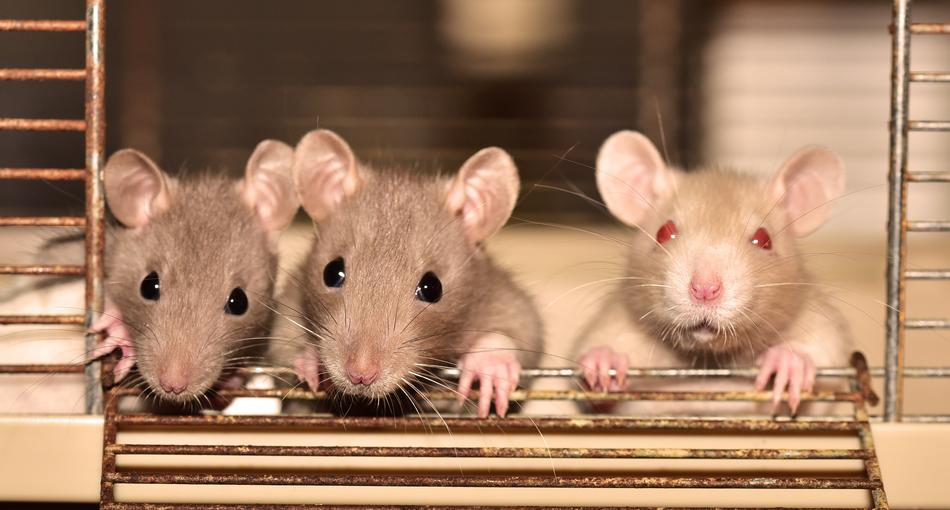 Rat Color Rats Rodent
