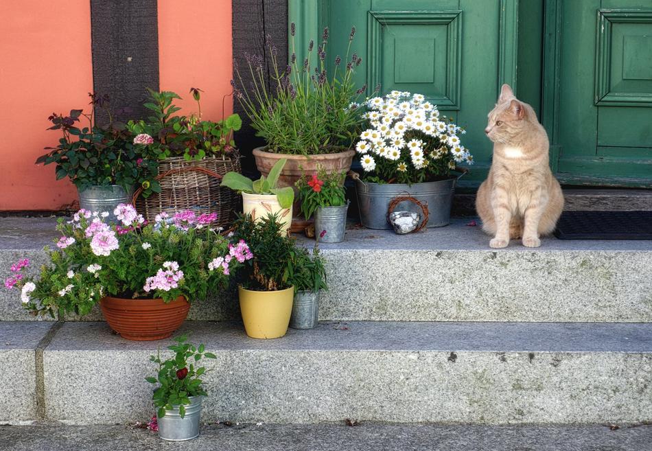 Cat at House Input