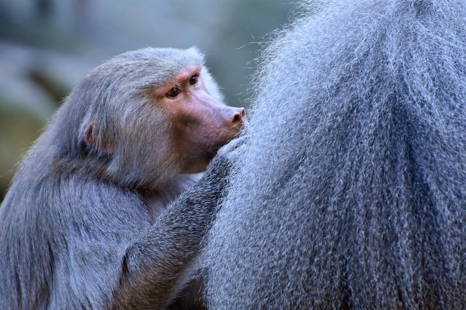 Baboons Ape Smooch