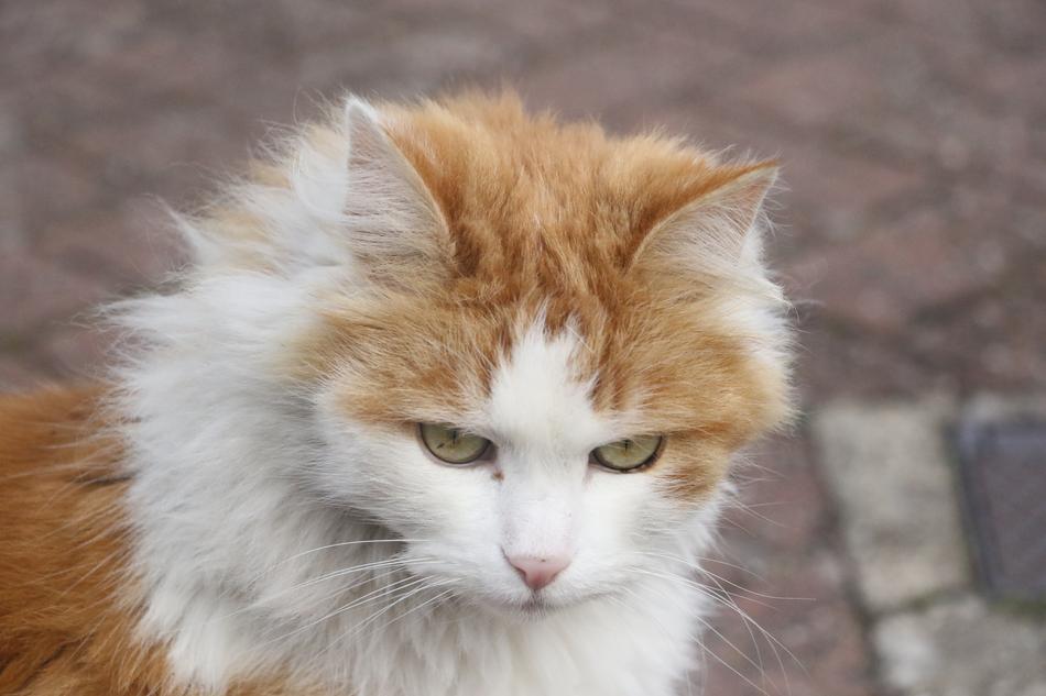 Cat Ginger White