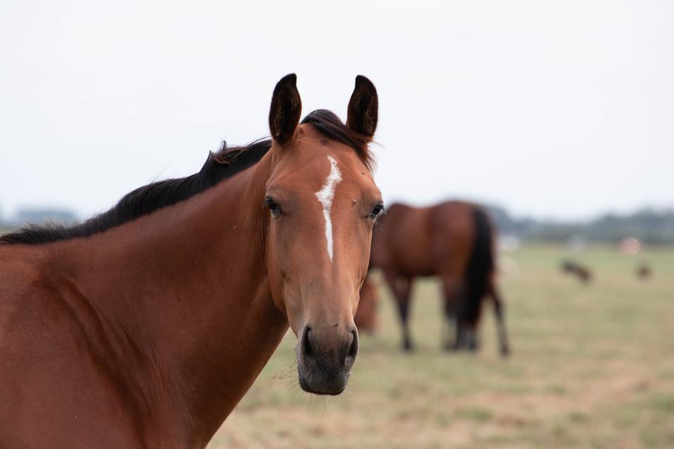 Horse Horses Animal