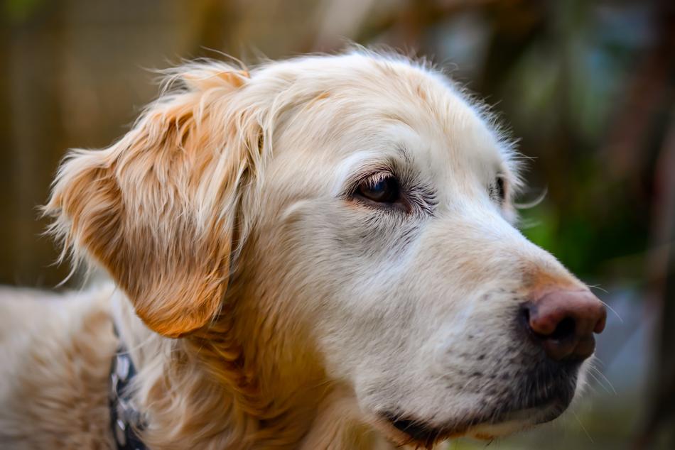 Golden Retriever Portrait Outdoors