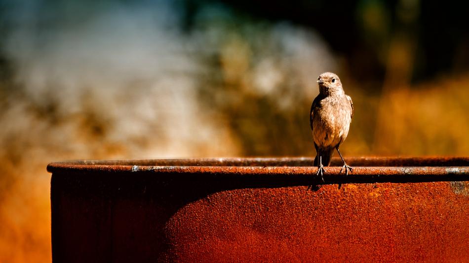 Bird Animal Nature