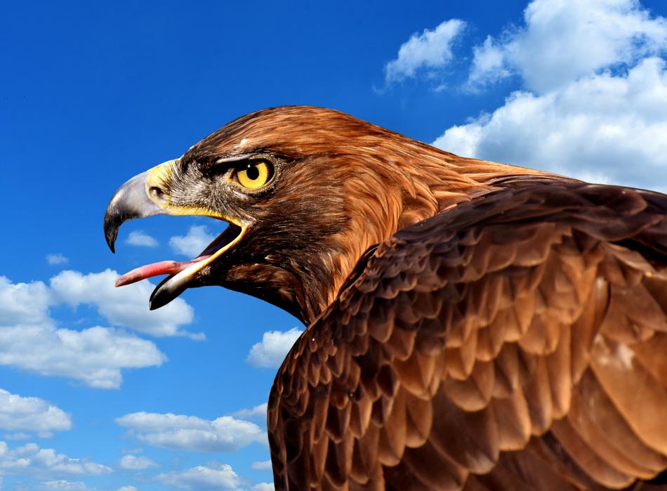 Adler Raptor Bird Of Prey