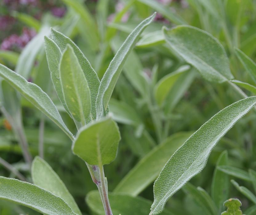 medicinal sage in the garden