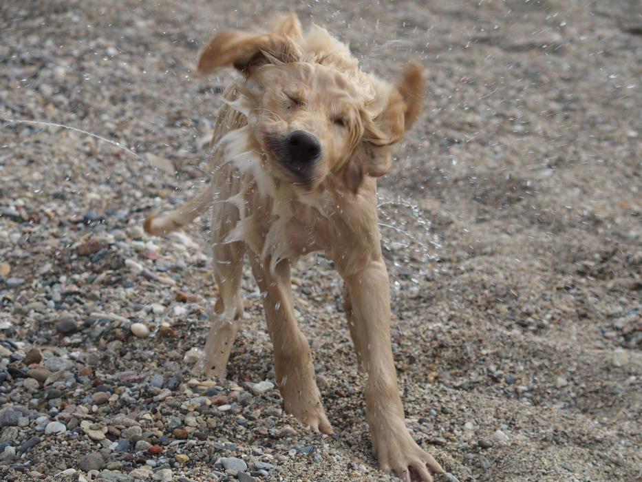 Wet Dog after Swimming