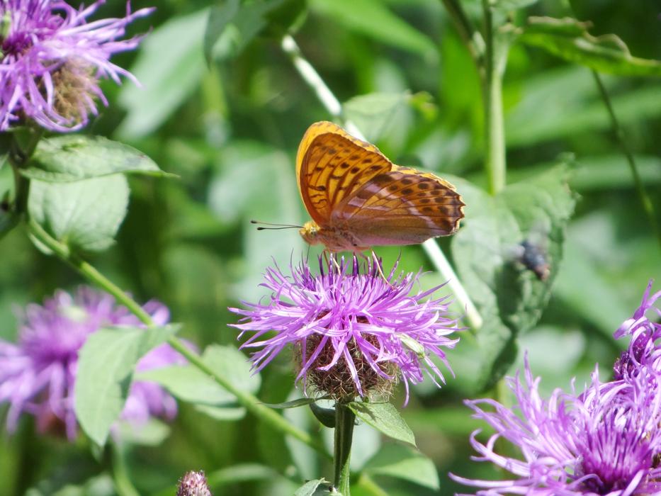 Thistle Butterfly Insect Close