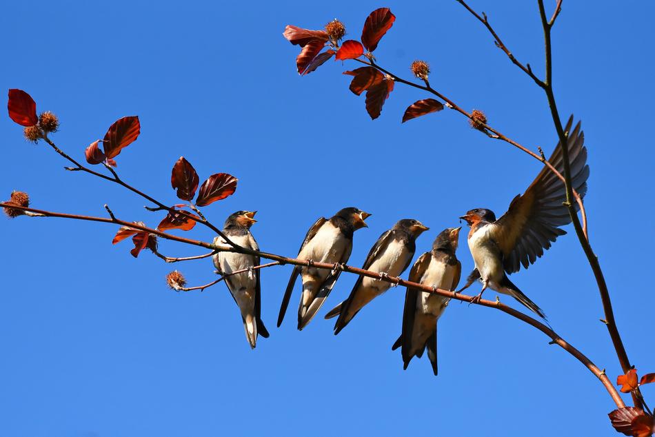 Swallow Bird Animal Four In A