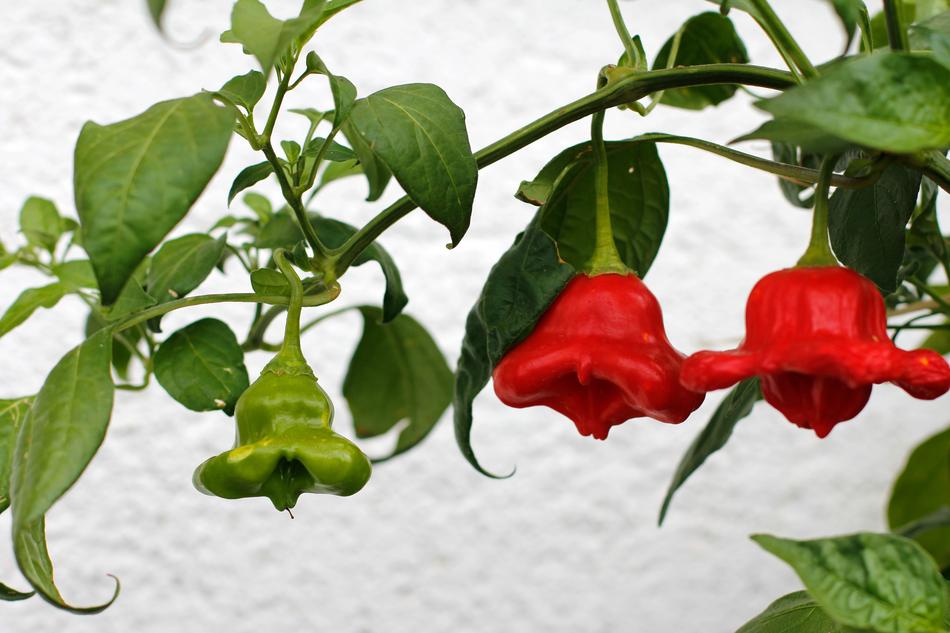 beautiful peppers in the garden on branches
