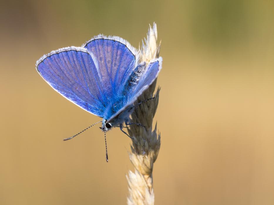 Butterfly Insect Macro Close