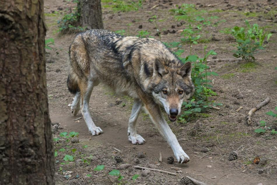 Wolf Predator Grey